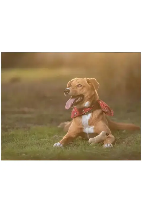 Makito Bigel · Pelota de TPR