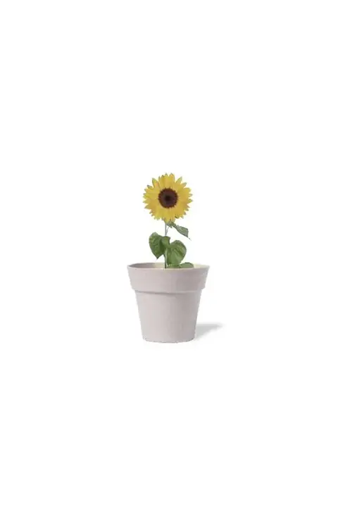 Makito Tumil · Maceta con semillas de girasol